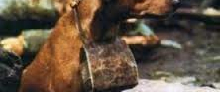 MIGRAÇÃO / MIGRATION 