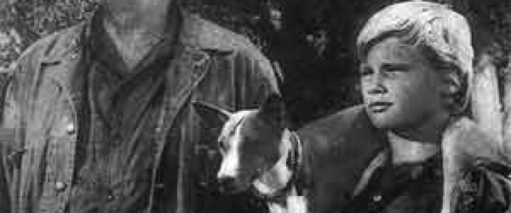 BASENJI NO CINEMA /  BASENJI IN CINEMA