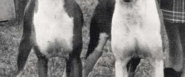 BASENJI NA EXPOSIÇÃO CRUFTS / BASENJI AT THE CRUFTS EXHIBITION