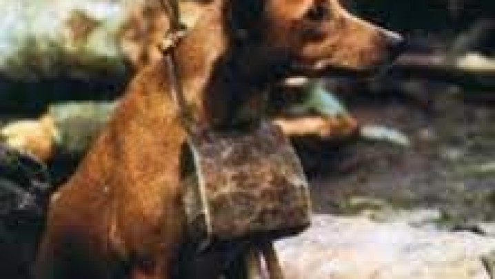 MIGRAÇÃO / MIGRATION 