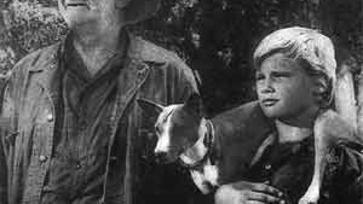 BASENJI NO CINEMA /  BASENJI IN CINEMA