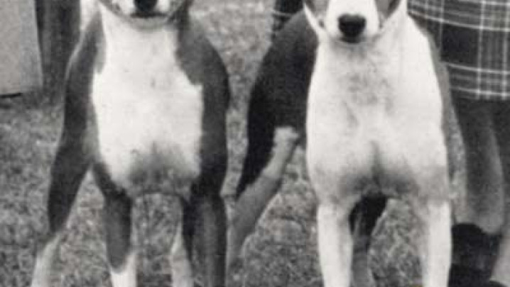 BASENJI NA EXPOSIÇÃO CRUFTS / BASENJI AT THE CRUFTS EXHIBITION