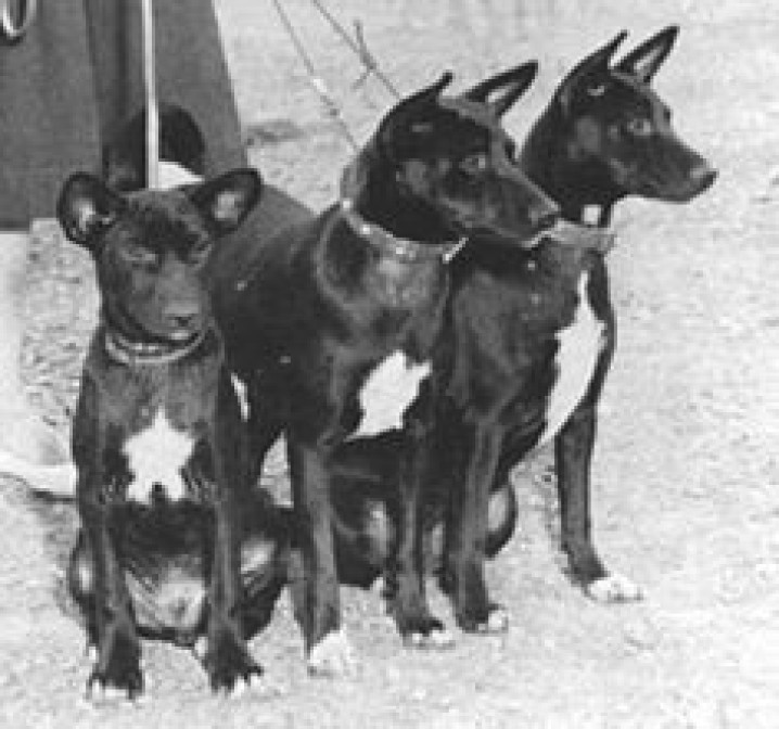 BASENJI NA EXPOSIÇÃO CRUFTS / BASENJI AT THE CRUFTS EXHIBITION