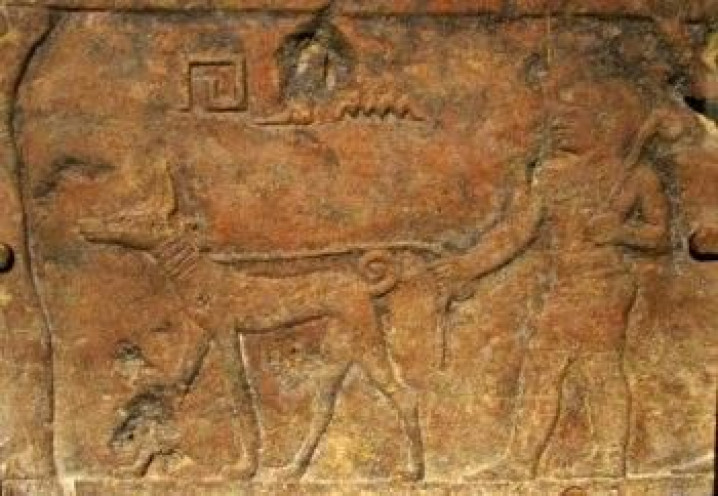 Origem / Origin Basenji