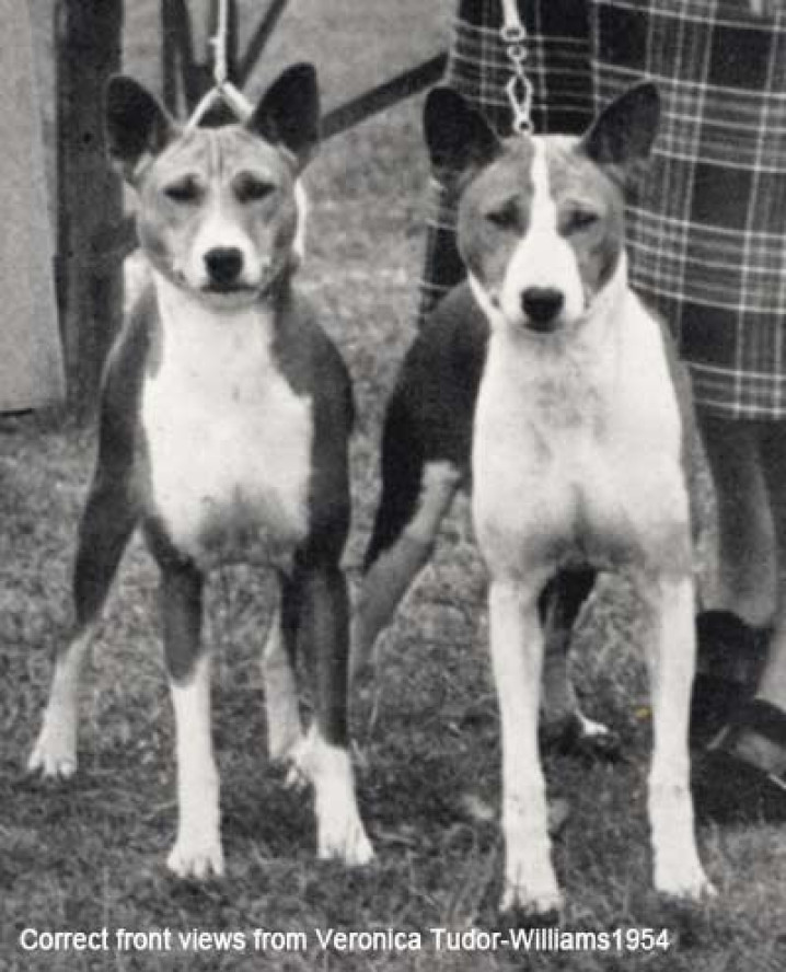 BASENJI NA EXPOSIÇÃO CRUFTS / BASENJI AT THE CRUFTS EXHIBITION