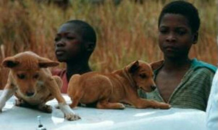 MIGRAÇÃO / MIGRATION 