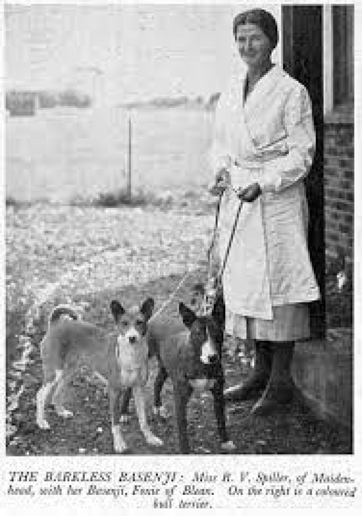 BASENJI NA EXPOSIÇÃO CRUFTS / BASENJI AT THE CRUFTS EXHIBITION