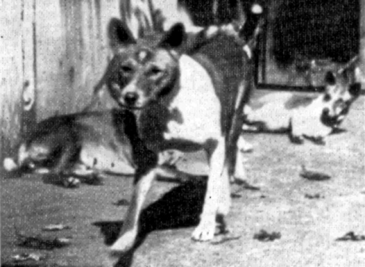 CURIOSIDADES / CURIOSITIES