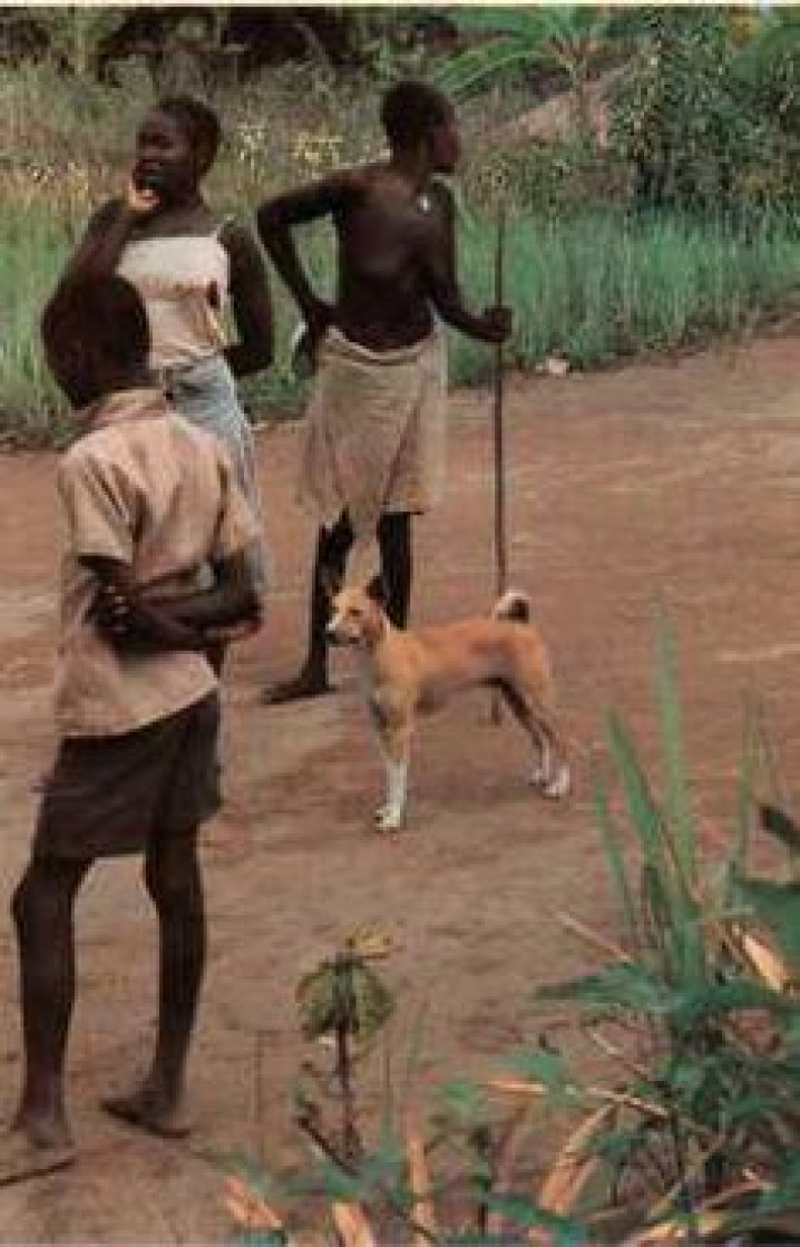 MIGRAÇÃO / MIGRATION 