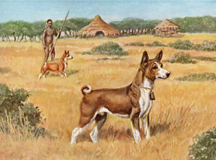 MIGRAÇÃO / MIGRATION 