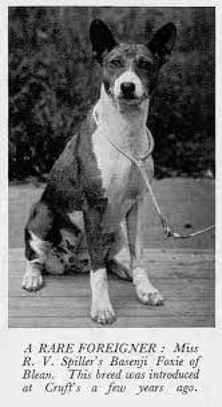BASENJI NA EXPOSIÇÃO CRUFTS / BASENJI AT THE CRUFTS EXHIBITION
