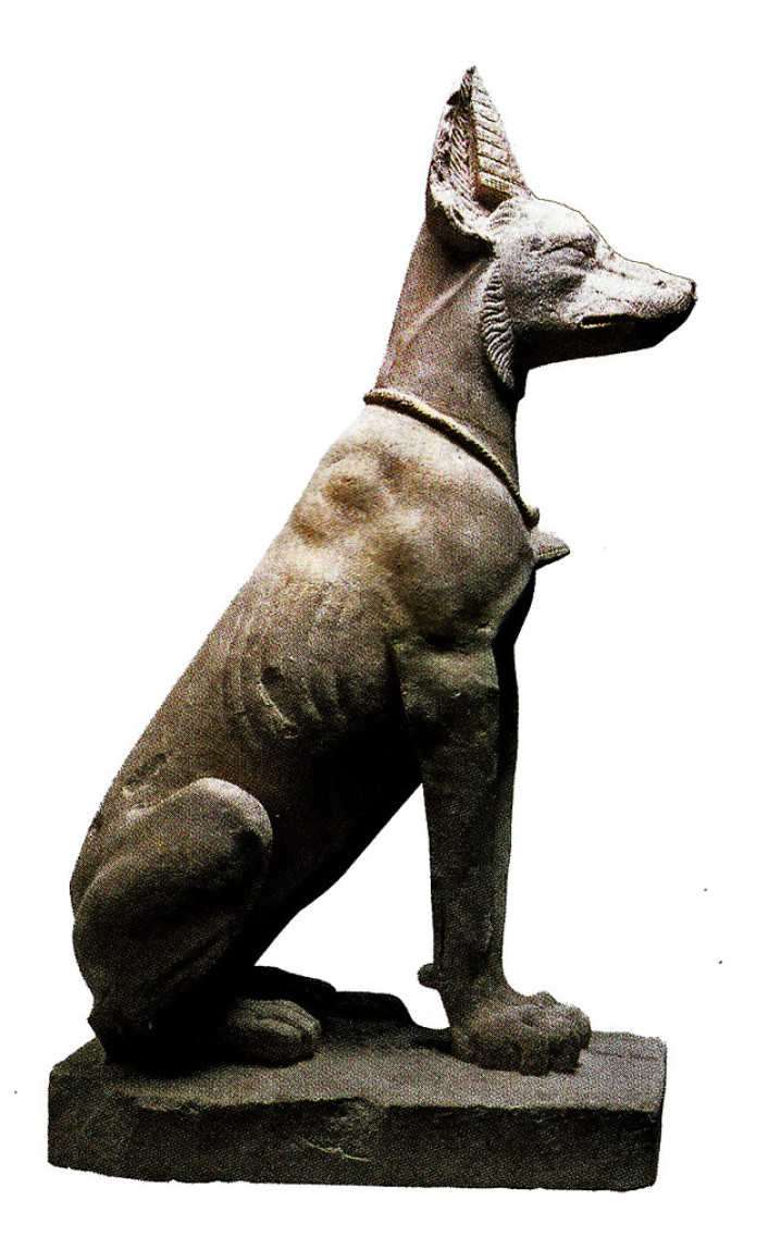 Origem / Origin Basenji