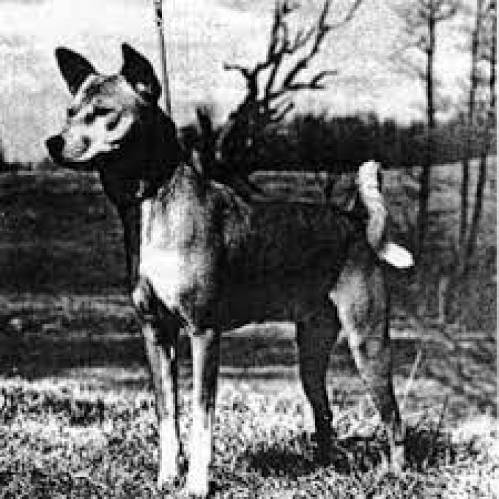 DESCOBRIMENTO / DISCOVERY