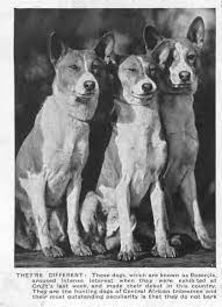 BASENJI NA EXPOSIÇÃO CRUFTS / BASENJI AT THE CRUFTS EXHIBITION