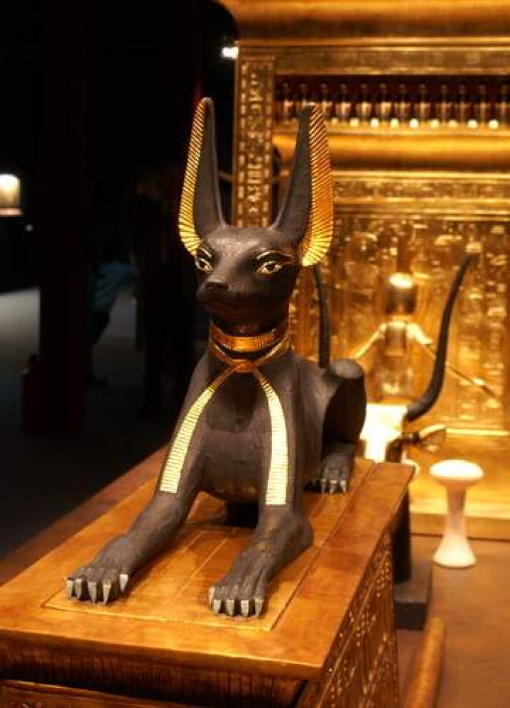 Origem / Origin Basenji