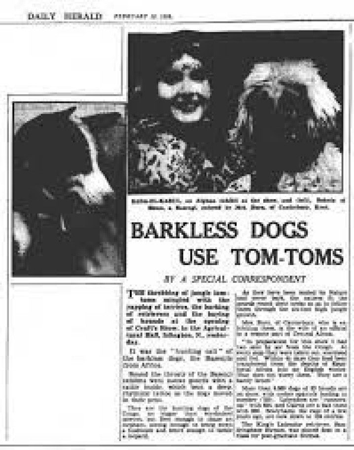 BASENJI NA EXPOSIÇÃO CRUFTS / BASENJI AT THE CRUFTS EXHIBITION