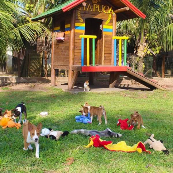 O Melhor Canil do Brasil