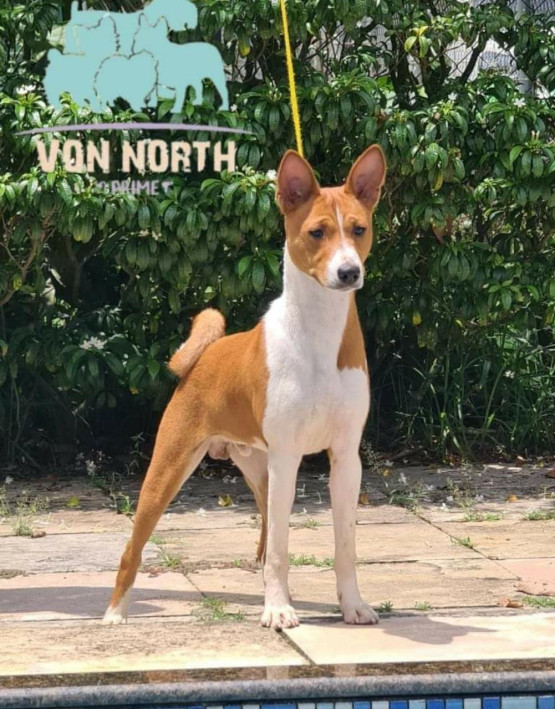 O Melhor Canil do Brasil