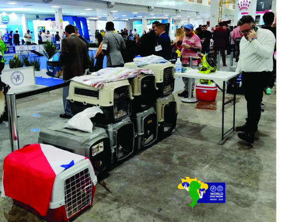 O Melhor Canil do Brasil