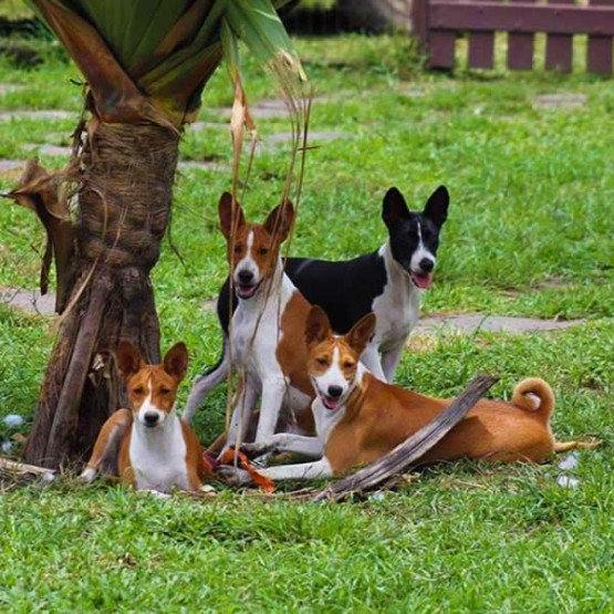 O Melhor Canil do Brasil