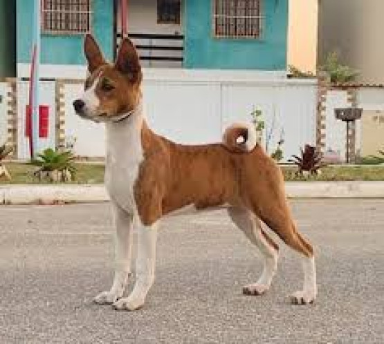 O Melhor Canil do Brasil