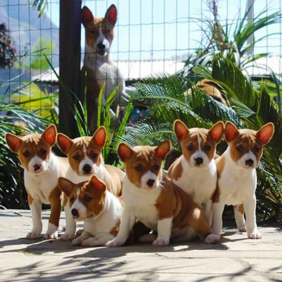 O Melhor Canil do Brasil